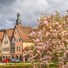 Die Magnolienblüte bringt farbige Akzente in  die Gernsbacher Altstadt