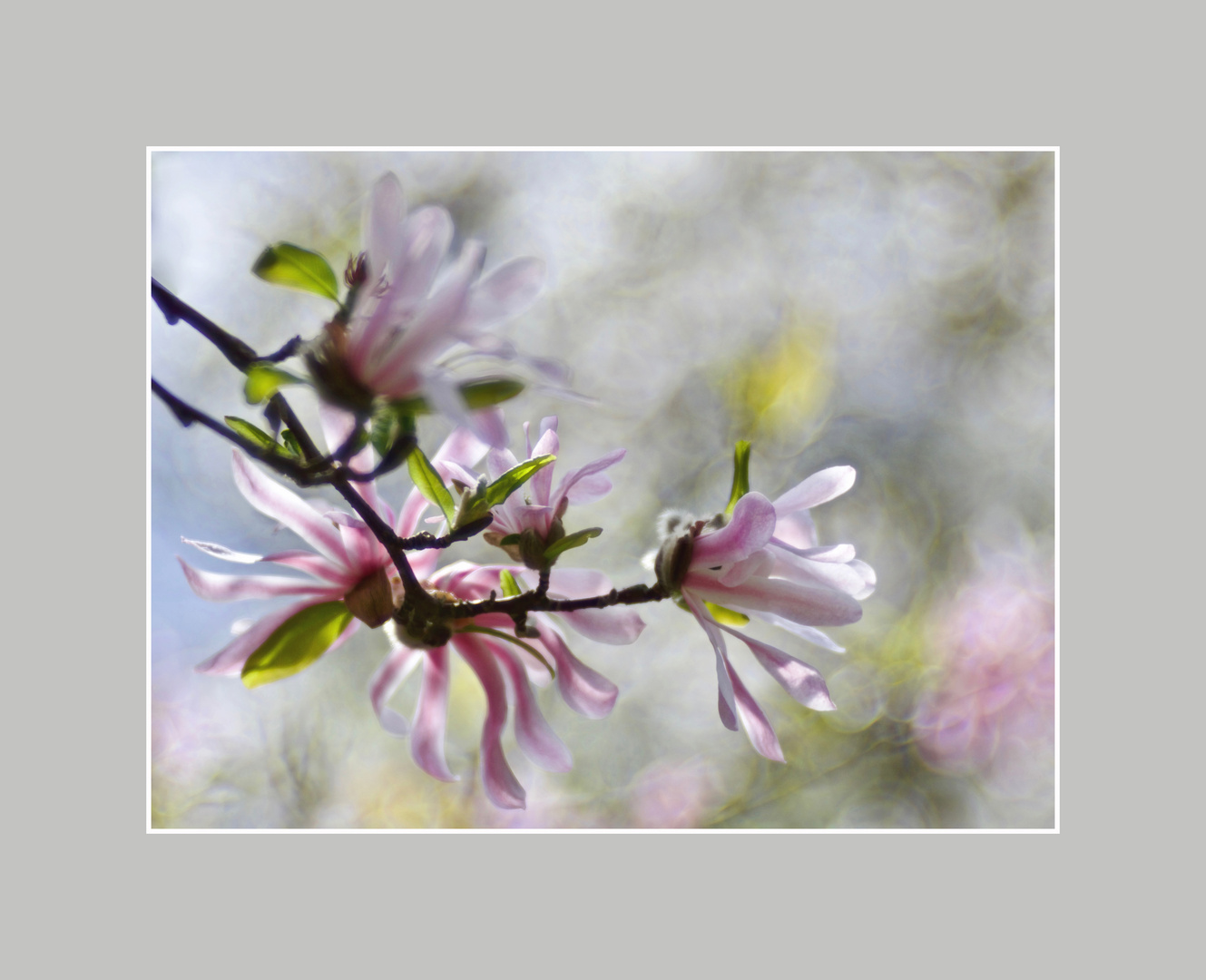 die Magnolienblüten