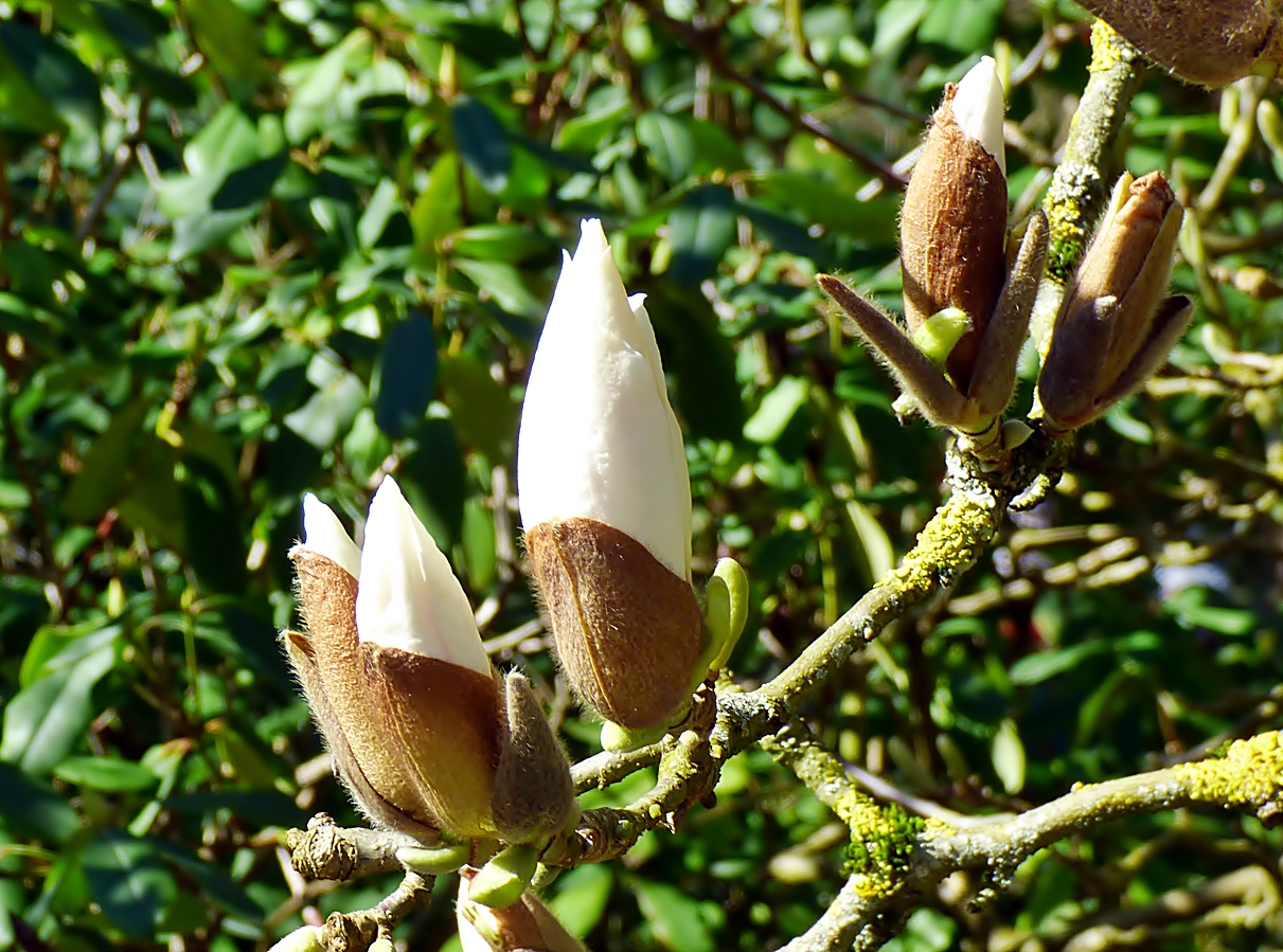 Die Magnolienblüten . . .