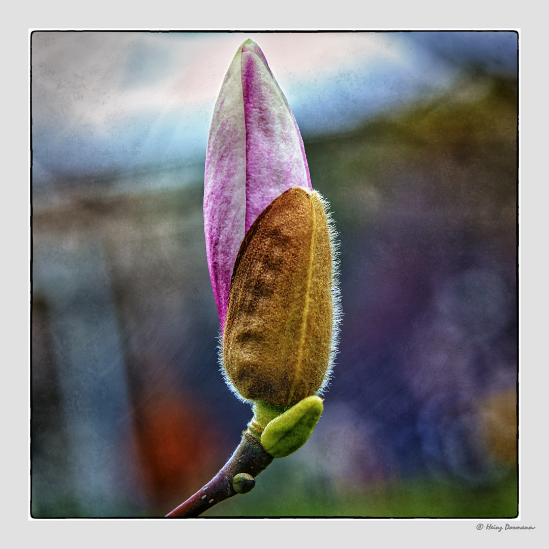 Die Magnolienknospe, bote des Frühlings