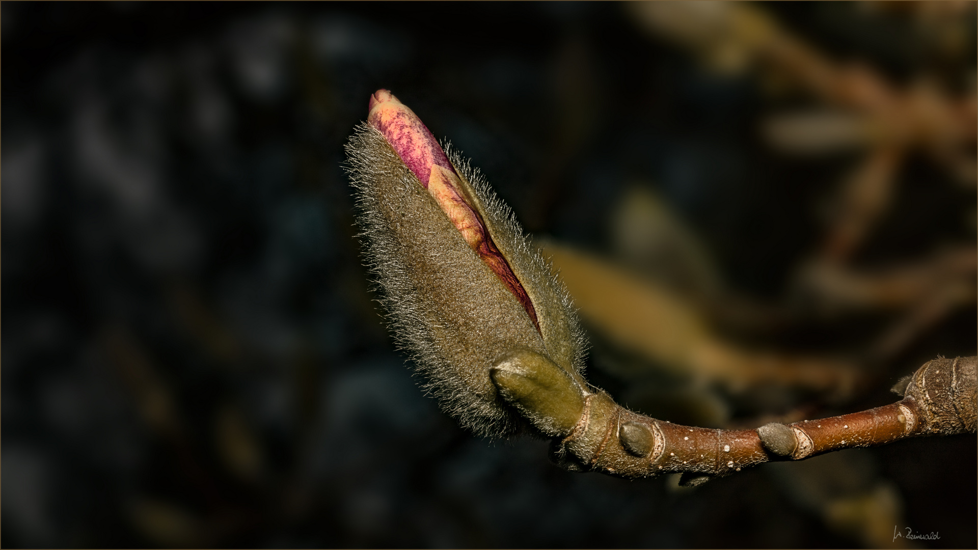 Die Magnolienknospen brechen auf