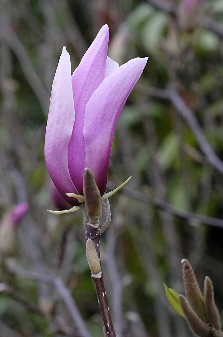 Die Magnolienknospen öffnen sich langsam.