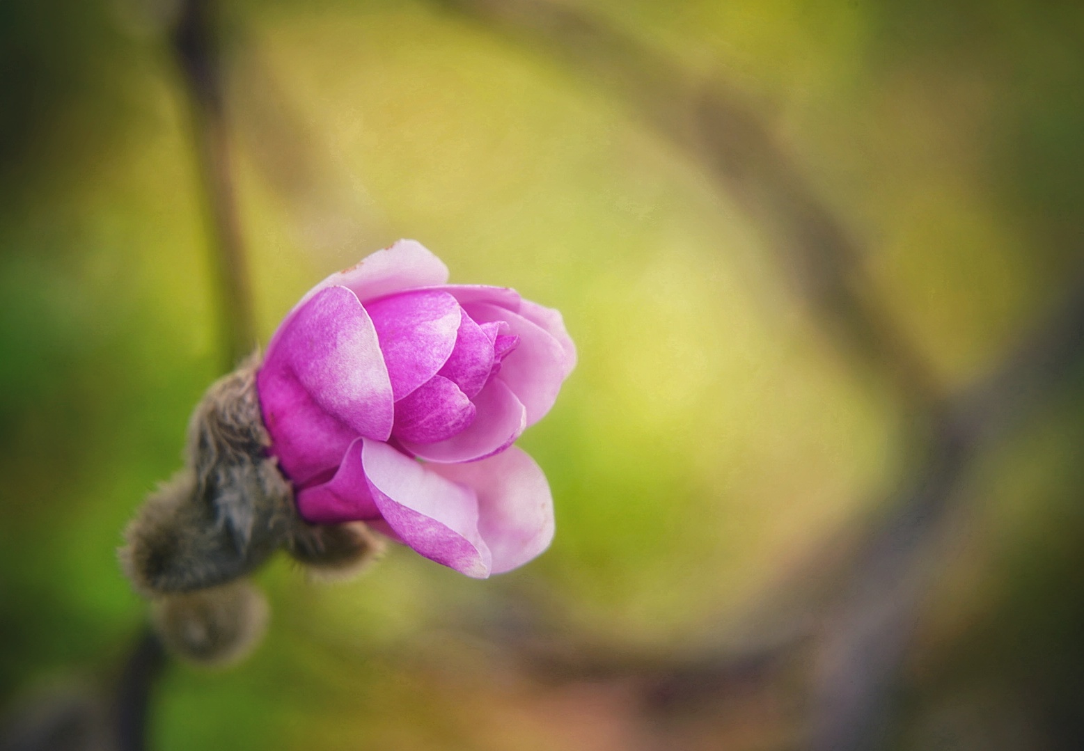 Die Magnolienknospen öffnen sich langsam.. 