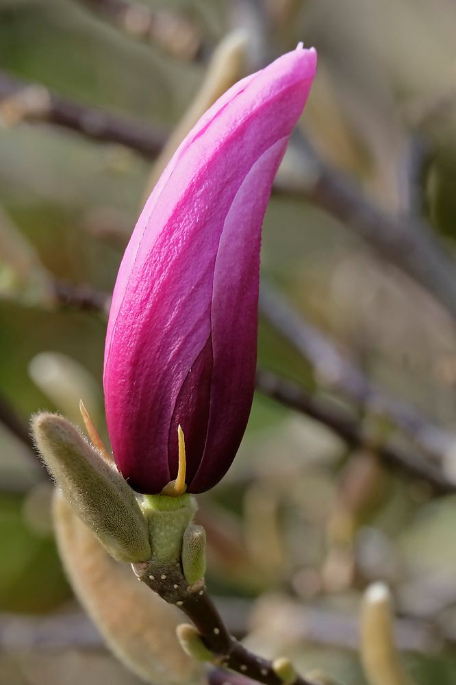 Die Magnolienknospen stehen unter Druck und werden bald aufgehen.