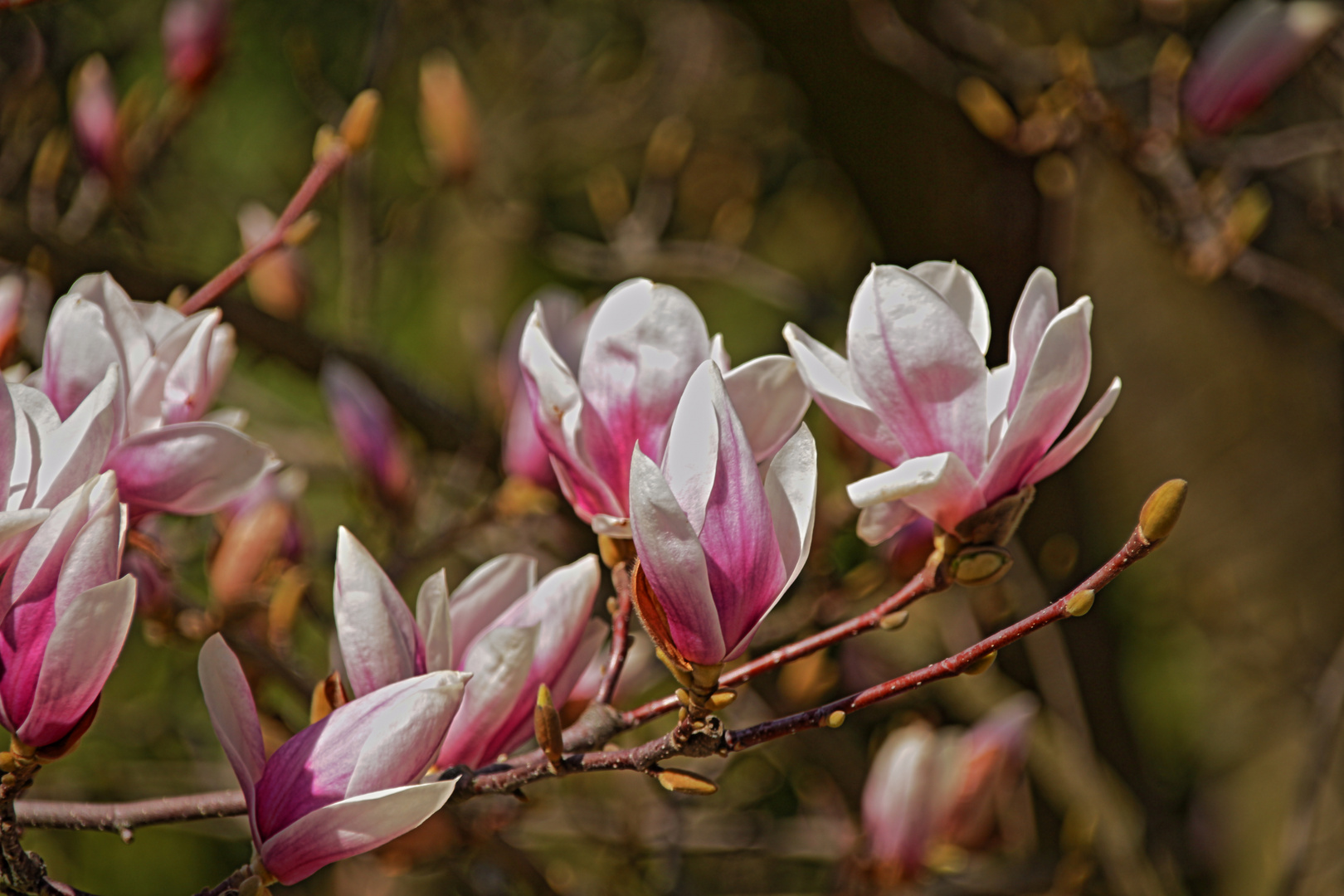 Die Magnolienzeit kann beginnen