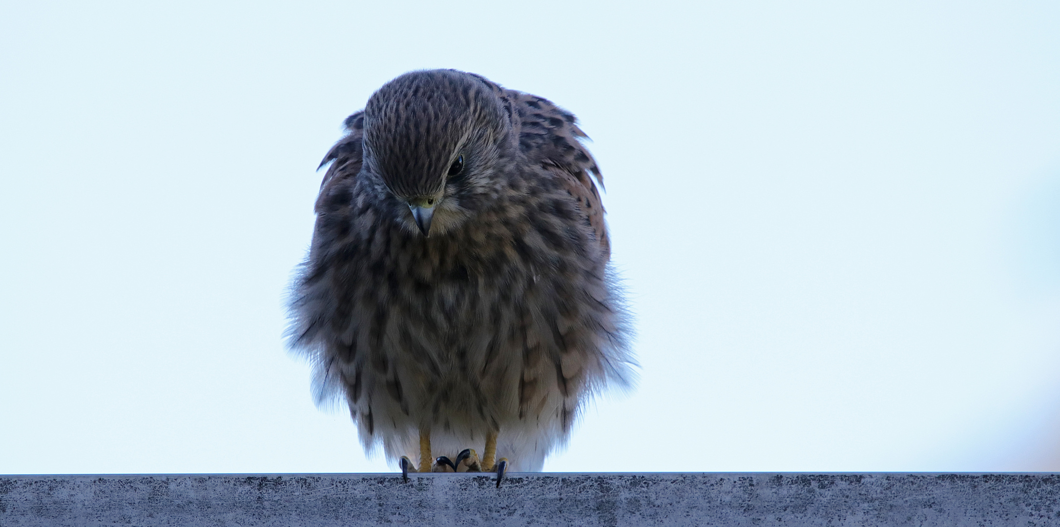 Die Mahlzeit fest im Blick