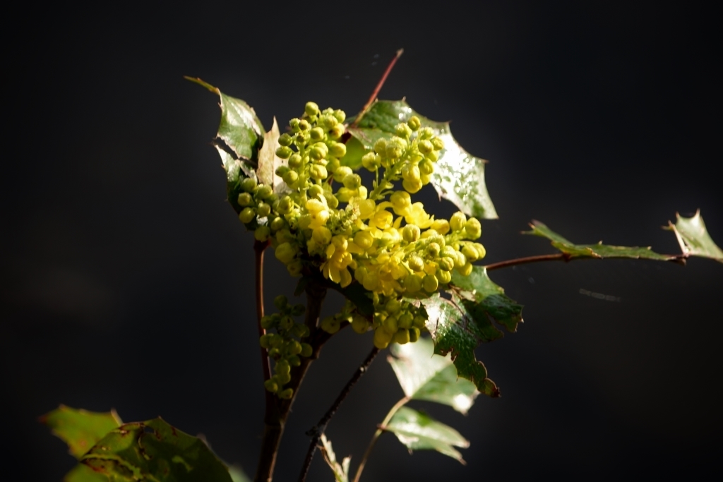 Die Mahonia