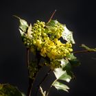 Die Mahonia