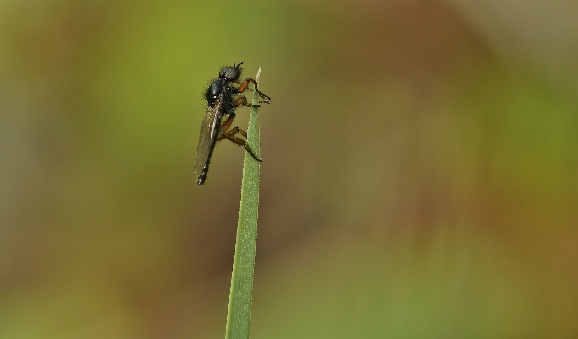 Die Maifliegen sind auch schon wieder Aktiv.