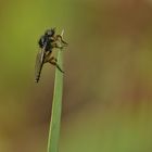 Die Maifliegen sind auch schon wieder Aktiv.