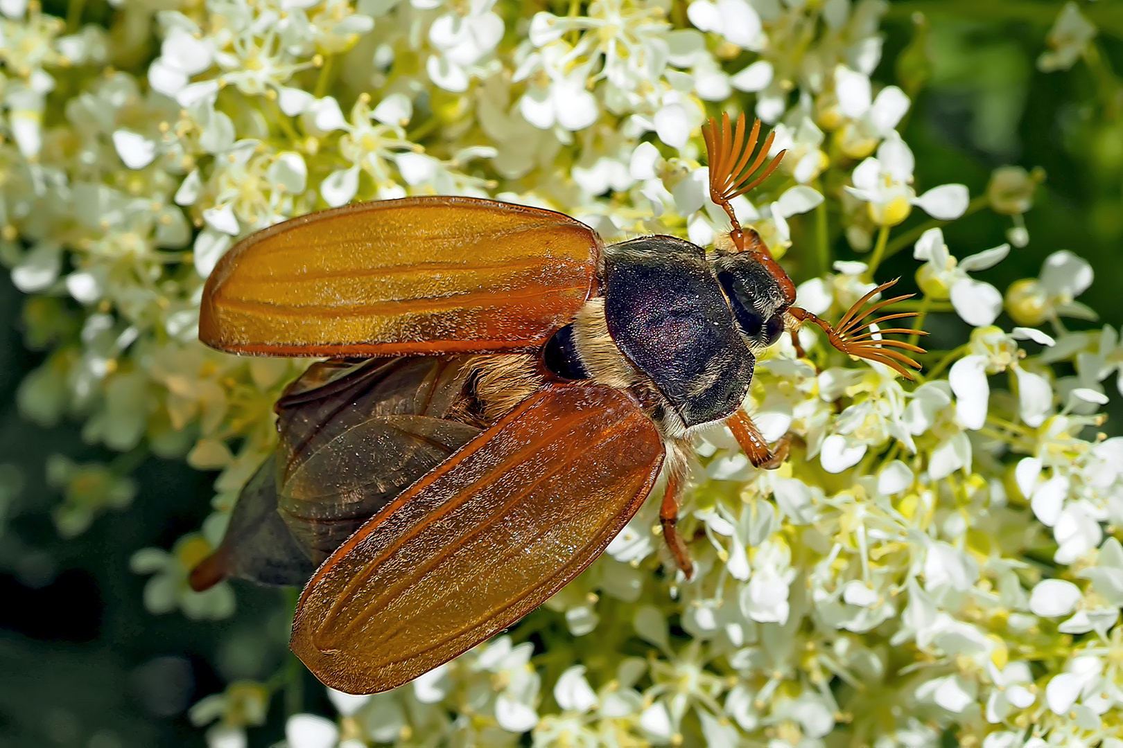 Die Maikäfer (Melolontha) sind schon da! - Les hannetons sont déjà revenus!