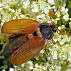 Die Maikäfer (Melolontha) sind schon da! - Les hannetons sont déjà revenus!