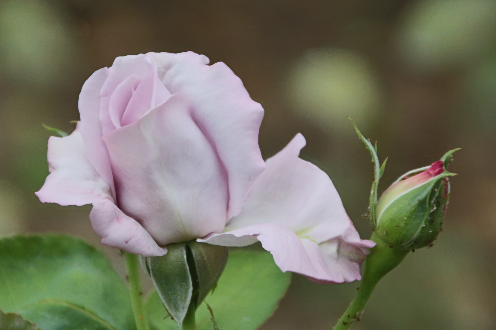 Die "Mainzer Fastnacht" als Rose