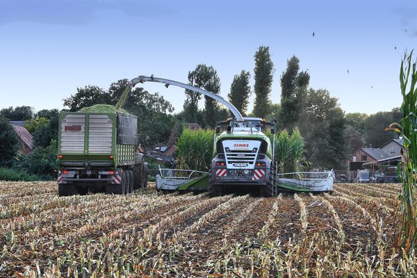 Die Maisernte