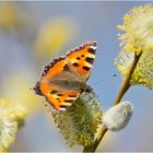 Die Makro-Saison ist eröffnet (1) - Der Kleine Fuchs . . .