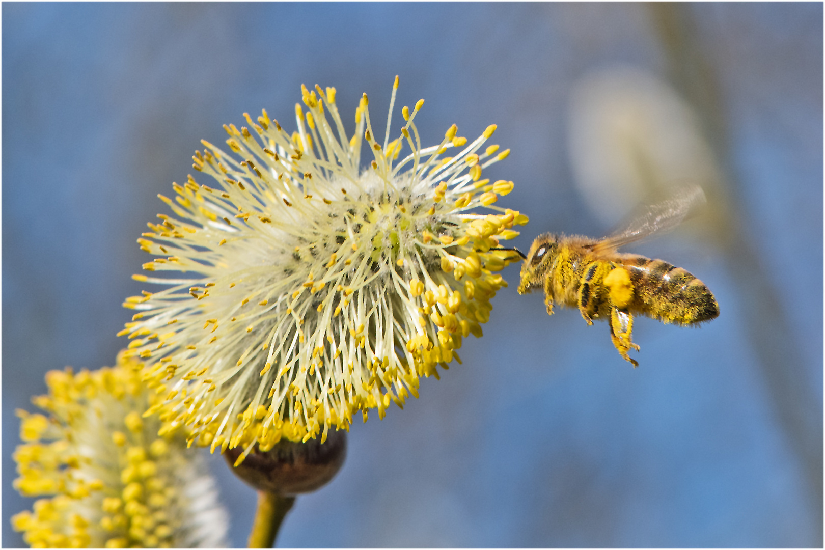 Die Makro-Saison ist eröffnet (2) - Die Honigbiene . . .