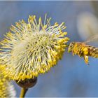 Die Makro-Saison ist eröffnet (2) - Die Honigbiene . . .