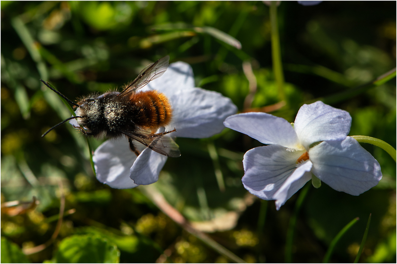 Die Makro-Saison ist eröffnet (3) - Die männliche Mauerbiene . . .      