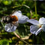 Die Makro-Saison ist eröffnet (3) - Die männliche Mauerbiene . . .      