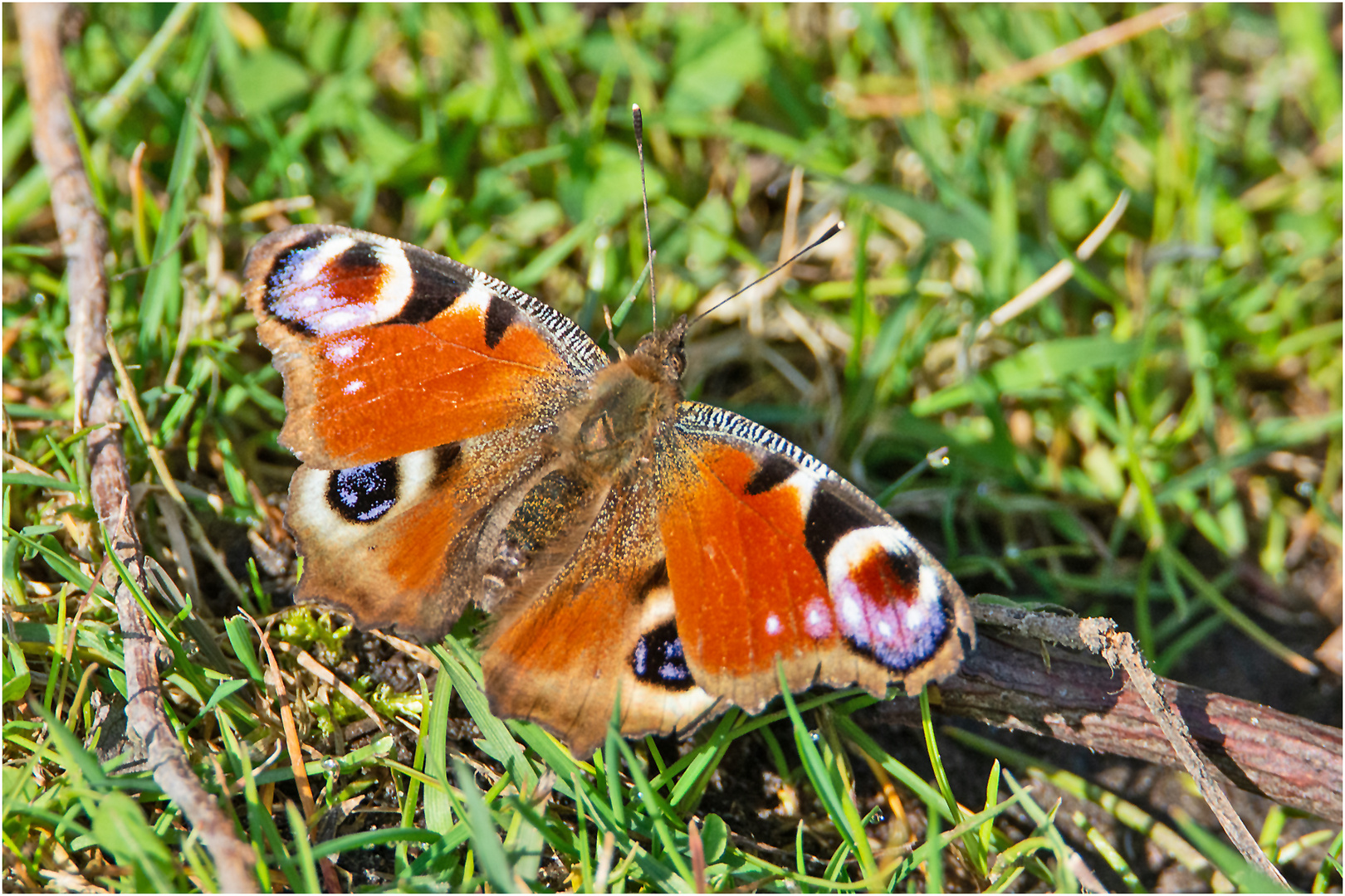 Die Makro-Saison ist eröffnet (4) - Das  Tagpfauenauge (Aglais io) . . .