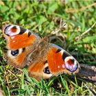 Die Makro-Saison ist eröffnet (4) - Das  Tagpfauenauge (Aglais io) . . .