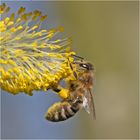 Die Makro-Saison ist eröffnet (5) - Die Honigbiene . . .