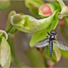 Die Makro-Saison ist eröffnet (9) - Eigentlich wollte ich . . .