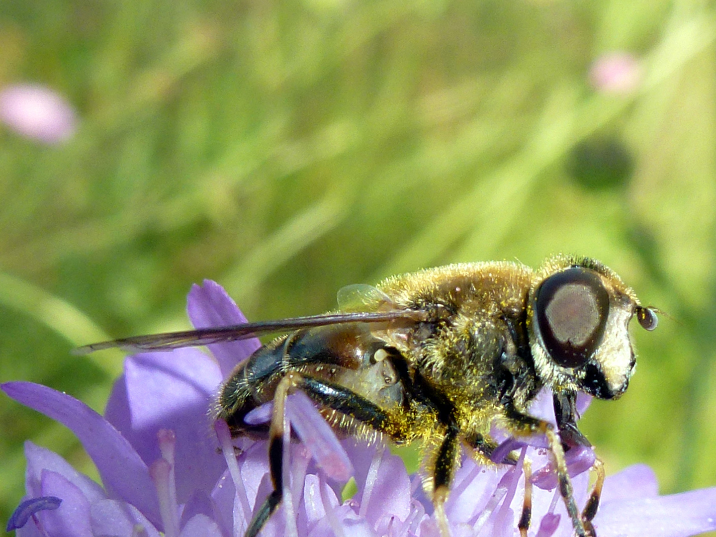 Die Makrofliege