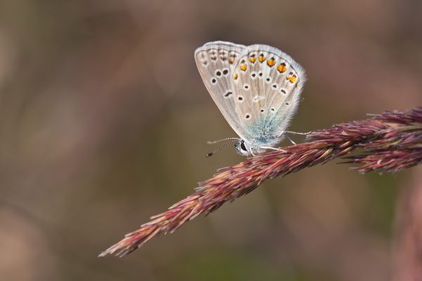 ...Die Makrosaison...