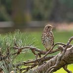 Die Makrosaison ist eröffnet