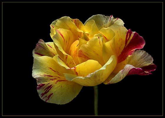 Die Malerrose Maurice Utrillo ist auch Anfang Oktober noch wunderschön 