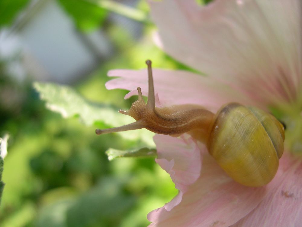 Die Malve. Die Schnecke.