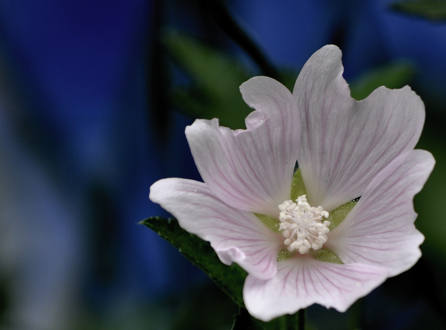 Die Malvenblüte