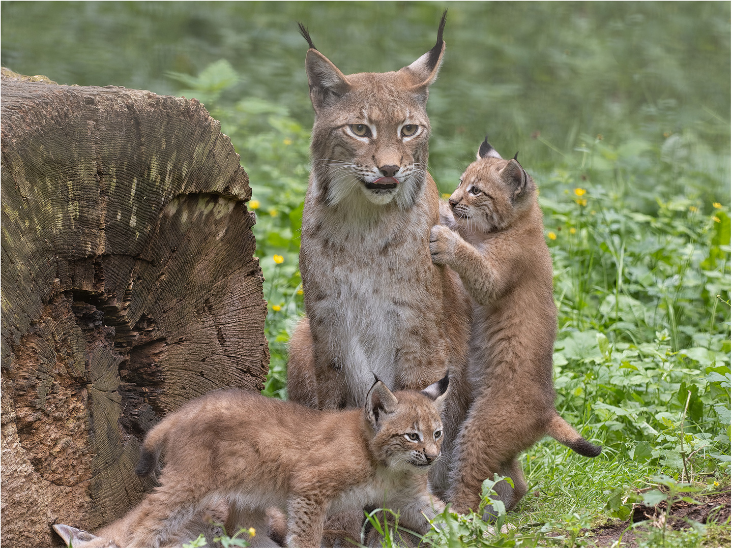 Die Mama hat alles im Blick.....