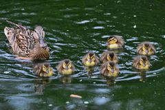 Die Mama & ihre Kinder