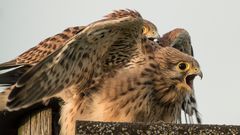 Die Mama ist im Anflug: Noch serviert sie ein Abendessen!