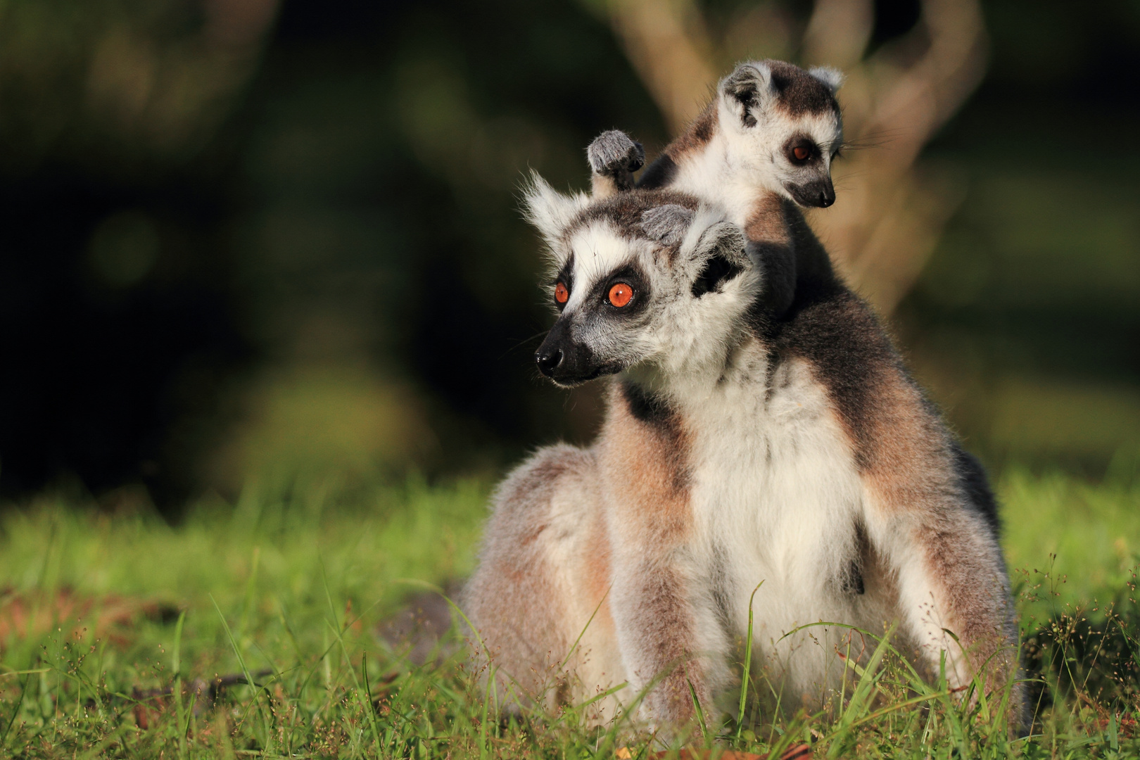 Die Mama mit dem Kinde