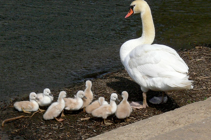 Die Mama paßt auf