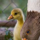 Die Mama passt schon auf...