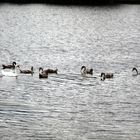 die Mama war mit allen7 auf dem See