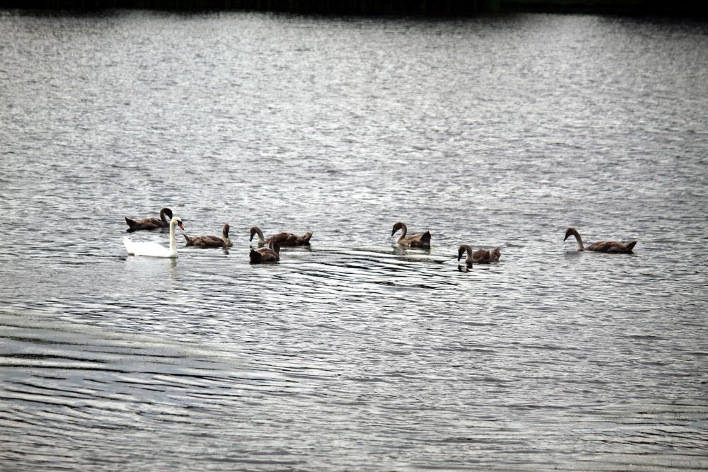 die Mama war mit allen7 auf dem See