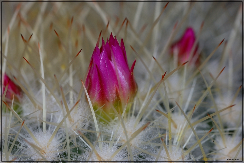 Die Mammilaria bekommt wieder Blüten