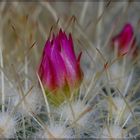 Die Mammilaria bekommt wieder Blüten