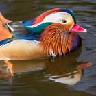 Die Mandarin Ente