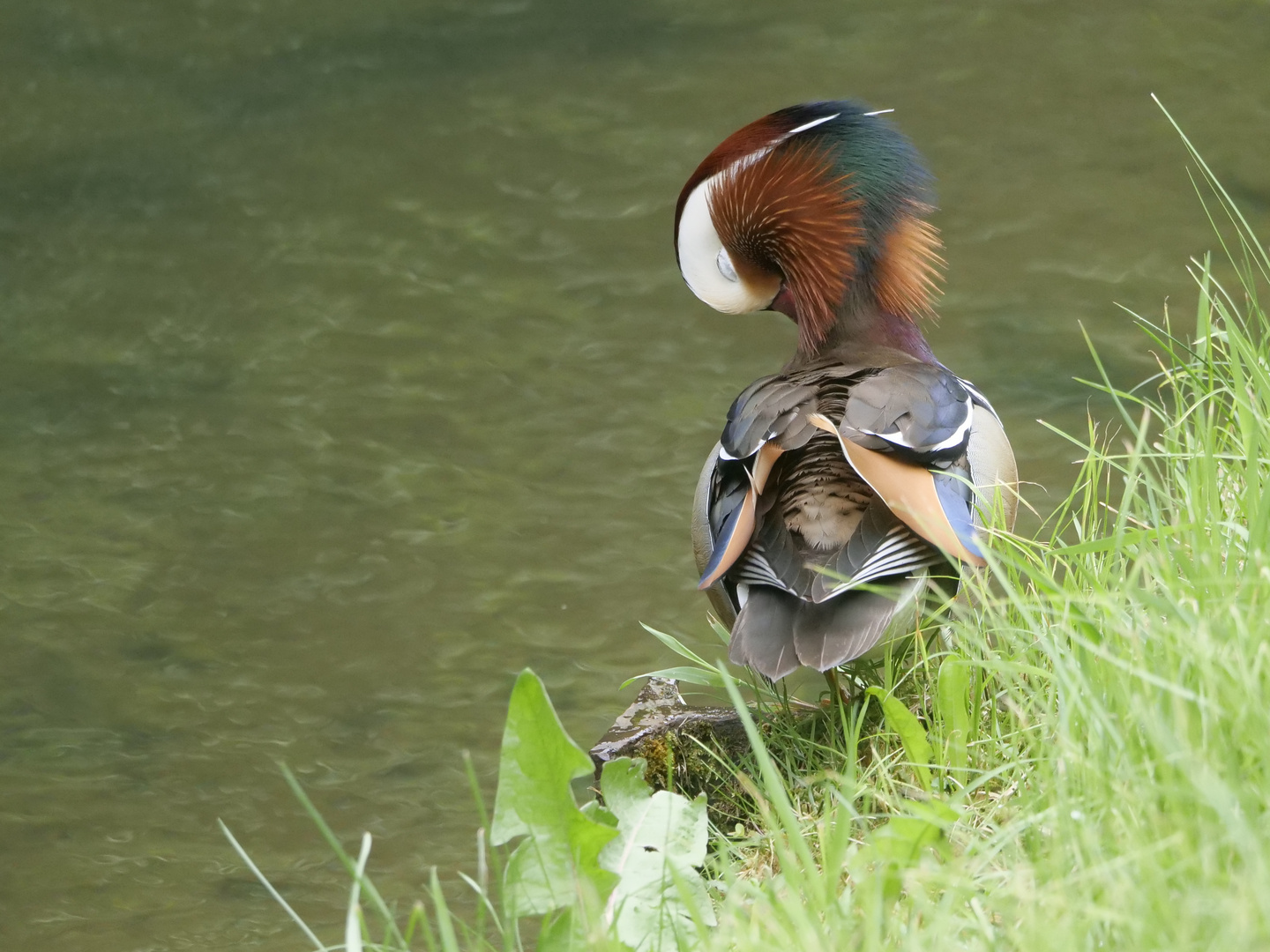 Die Mandarin sprechende Ente.