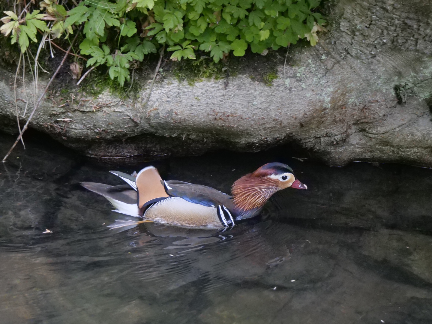 Die Mandarin sprechende Ente.