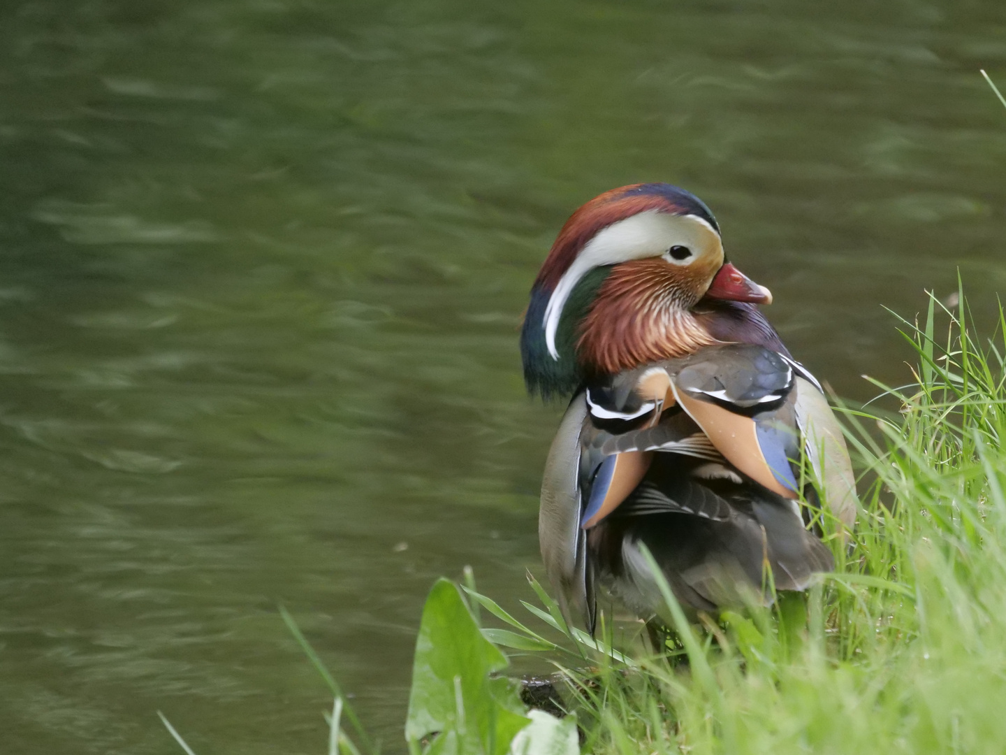 Die Mandarin sprechende Ente.