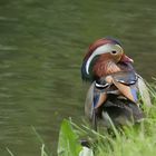 Die Mandarin sprechende Ente.