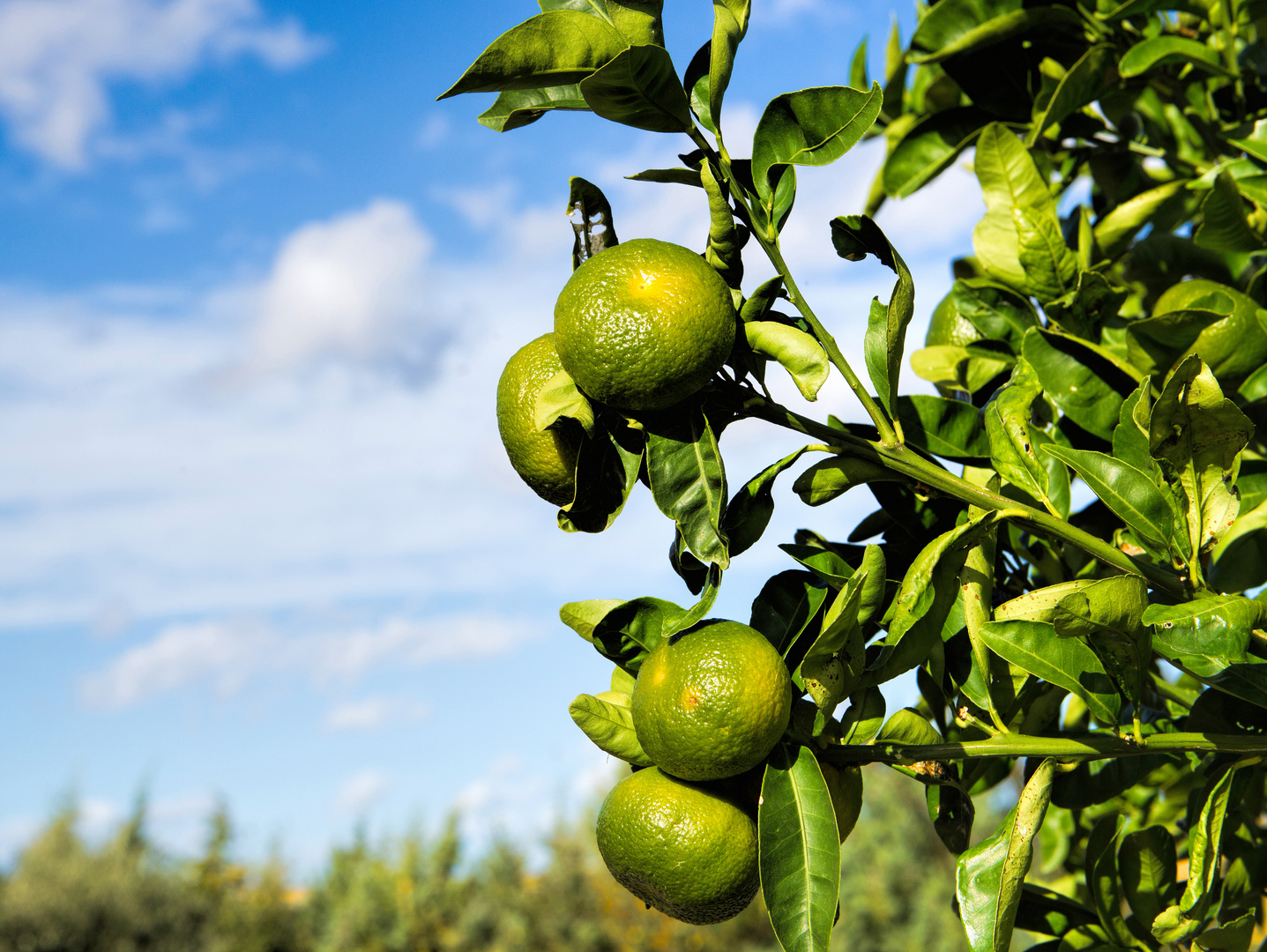 die Mandarinen sind  auf dem besten Wege, noch orange zu werden:-)