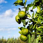 die Mandarinen sind  auf dem besten Wege, noch orange zu werden:-)